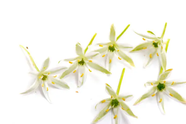 WHITE STAR FLOWERS ISOLATED ON A WHITE BACKGROUND,