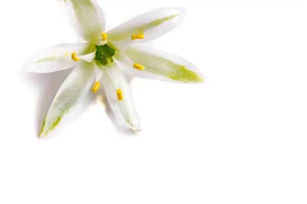 WHITE STAR FLOWERS ISOLATED ON A WHITE BACKGROUND,