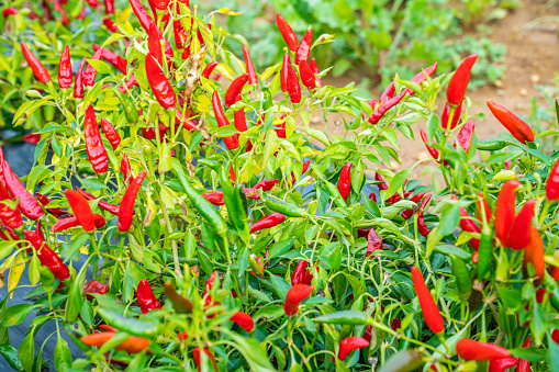 Field of hot chili pepper