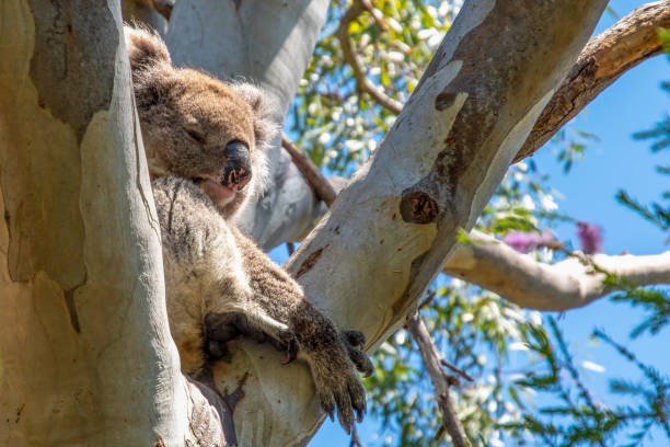 Belair National Park, Adelaide, Australia: A koala sitting in a eucalyptus tree in Belair National Park.Belair National Park is a protected area in Belair, South Australia, 9 kilometres (5.6 miles) southeast of Adelaide city centre; it covers an area of 835 hectares (2,060 acres). The national park was established in 1891. It lies within the Adelaide Hills and Mitcham council area, and forms part of a chain of protected areas located along the Adelaide Hills Face Zone.