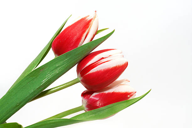 red and white tulips stock photo