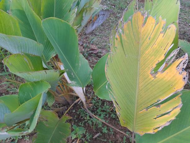 istock Yellowing old leaf texture of Calathea Lutea. 1467884251
