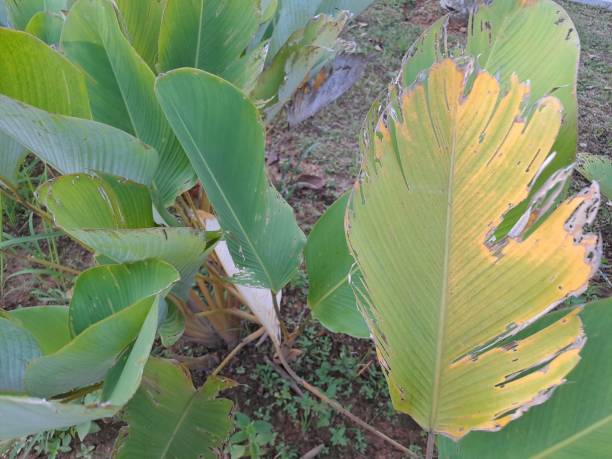 istock Yellowing old leaf texture of Calathea Lutea. 1467884254