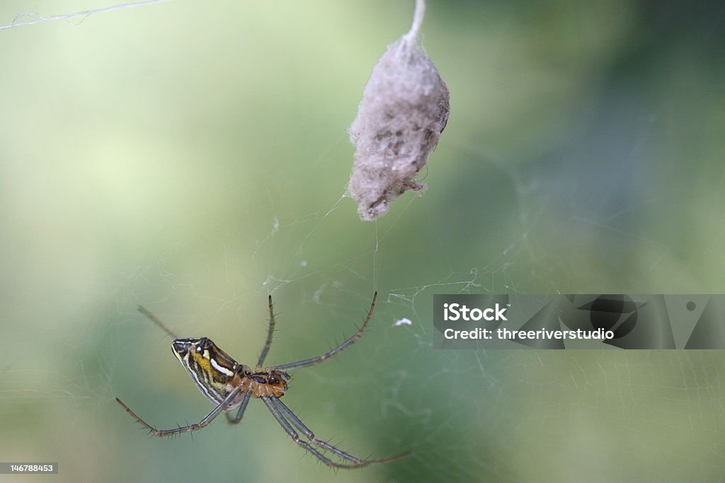 Araña con huevos de saco - Foto de stock de Animales cazando libre de derechos