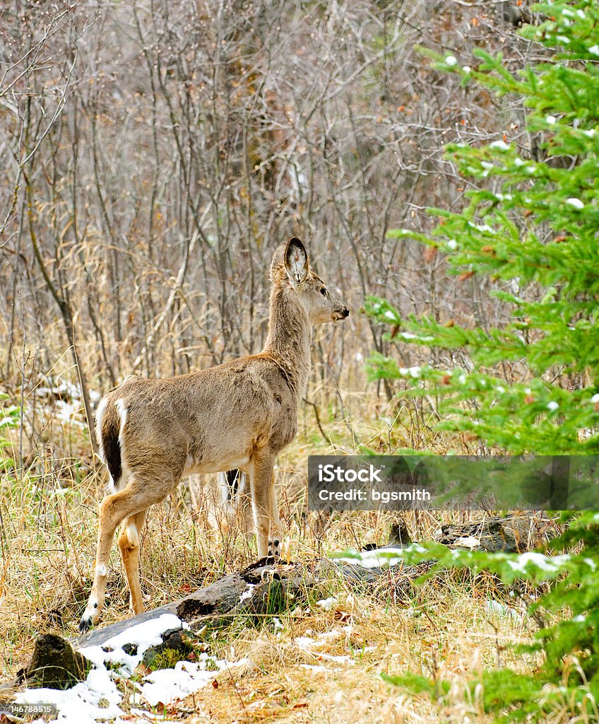 Cervi nella foresta - Foto stock royalty-free di Albero