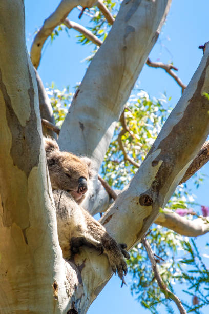 Belair National Park, Adelaide, Australia: A koala sitting in a eucalyptus tree in Belair National Park.\n\nBelair National Park is a protected area in Belair, South Australia, 9 kilometres (5.6 miles) southeast of Adelaide city centre; it covers an area of 835 hectares (2,060 acres). The national park was established in 1891. It lies within the Adelaide Hills and Mitcham council area, and forms part of a chain of protected areas located along the Adelaide Hills Face Zone.