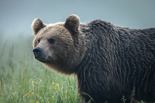Large Carpathian brown bear portrait.  Wild animal.