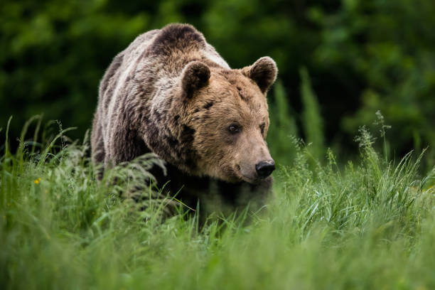 Brown bear (Ursus arctos) stock photo