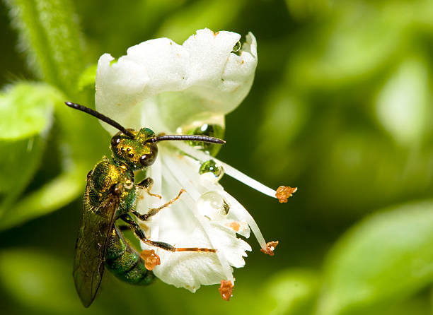 Bee on flower stock photo