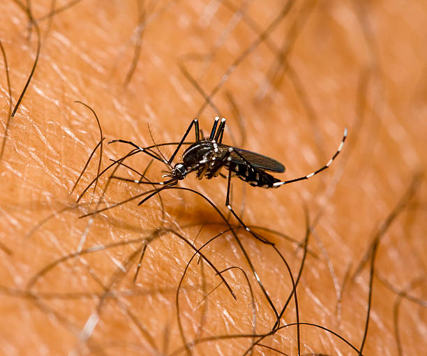 Monquito on skin stock photo