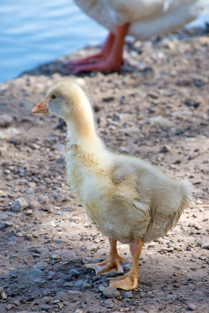 istock Little goose chick looks at the water 1467886380