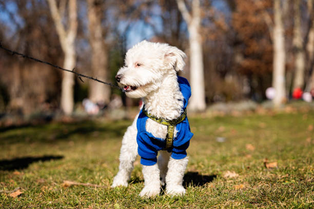 istock Adorable Bichon Frise dog 1467886856