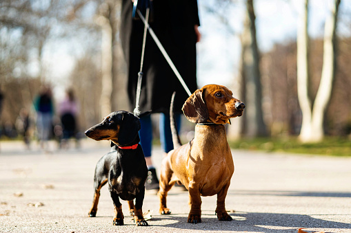 Portrait of two Dachshund dogs on leash in public park