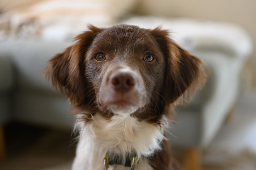 Close-up of cute spaniel. Dog face with cute eyes and brown fur.\nPet photo of brown and white spaniel looking into camera. Shallow depth of field and natural light. Breton, Springer Spaniel