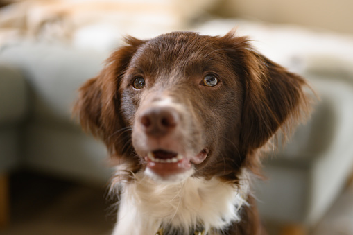 Close-up of cute spaniel. Dog face with cute eyes and brown fur.\nPet photo of brown and white spaniel looking into camera. Shallow depth of field and natural light. Breton, Springer Spaniel