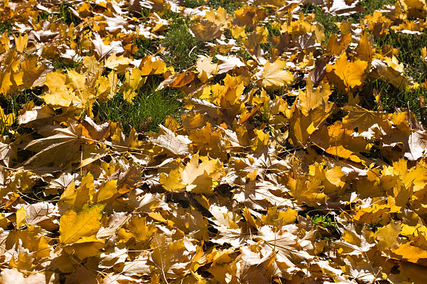 Maple yellow leaves on the grass stock photo