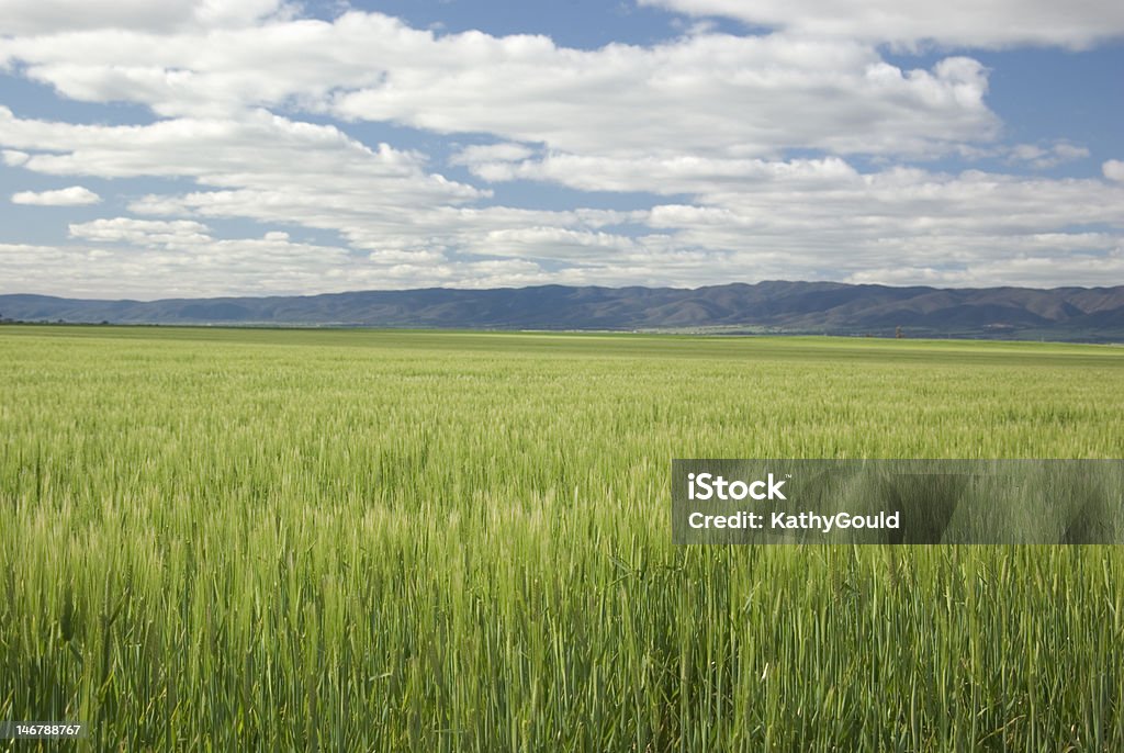 Winter wheat crop, Flinders Ranges, South Australia Wheat farm, Port Pirie region, with the Flinders Ranges in the background South Australia Stock Photo