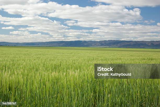 Winter Wheat Crop Flinders Ranges South Australia Stock Photo - Download Image Now