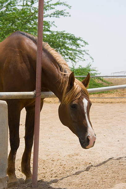 cavalo - foto de acervo