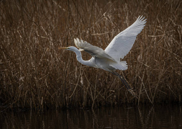 istock A  Great White Egret (Ardea alba) flying in front of a reed bed. 1467888120