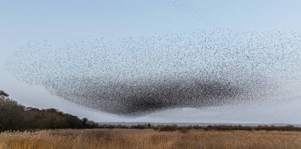 istock Starling Murmuration, Somerset Levels. 1467888236