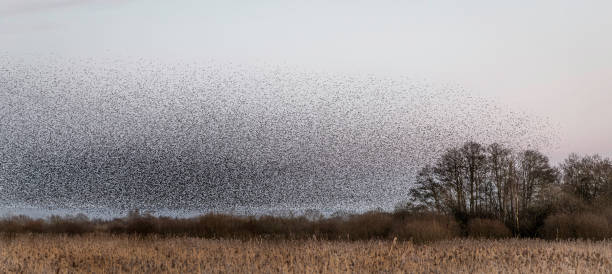 istock Coming in to roost 1467888244