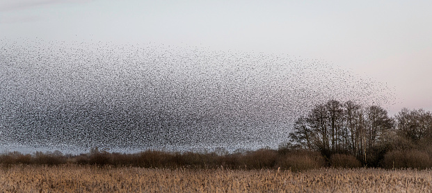 A Starling (Sturnus vulgaris) murmuration over the reed beds of Avalon Marshes, Somerset UK