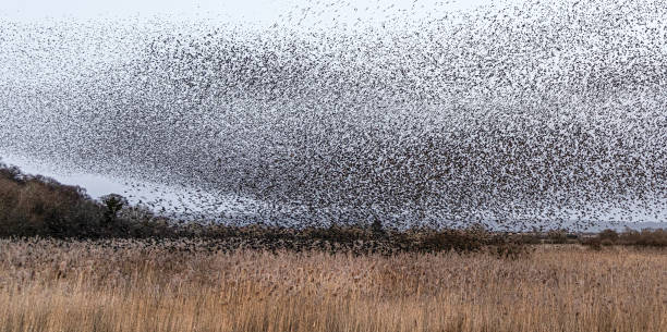 istock Coming in to roost 1467888252