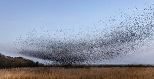 istock Coming in to roost 1467888254