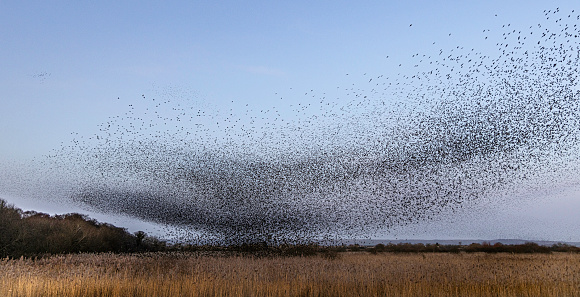 A Starling (Sturnus vulgaris) murmuration over the reed beds of Avalon Marshes, Somerset UK