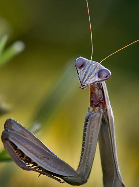 praying mantis stock photo