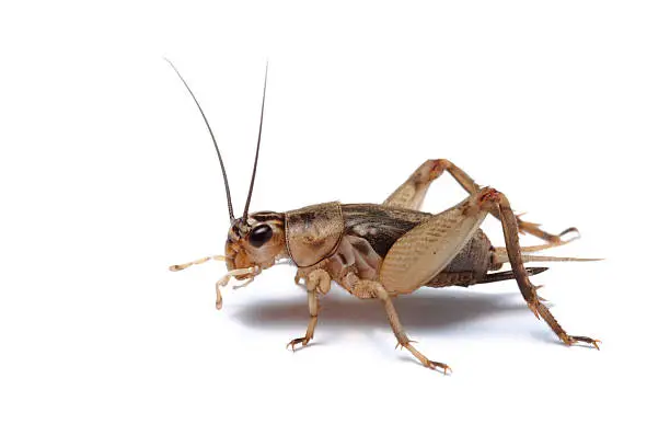Photo of Brown cricket close-up on white background