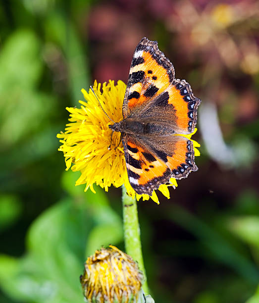 istock The butterfly collecting pollen on a flower 146788951