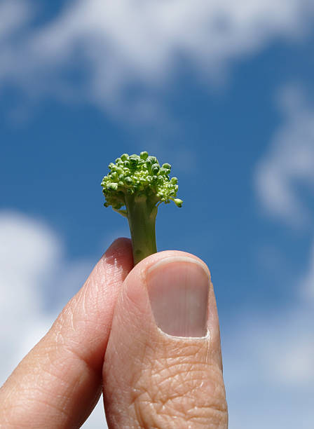 Brocoli bio. - Photo