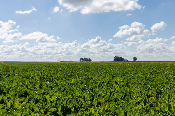 istock Green beets in the field in the summer 1467889586