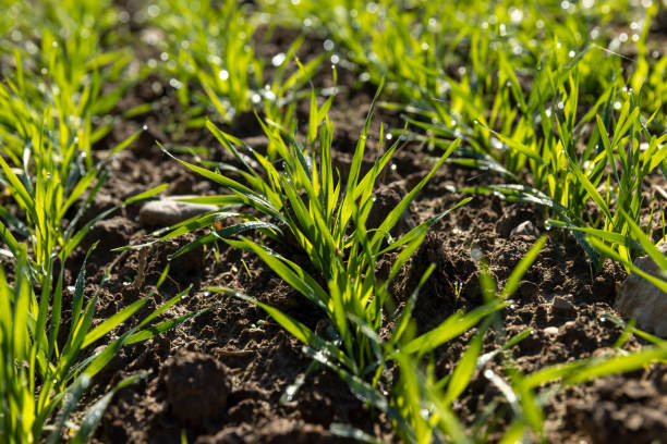 istock Winter wheat variety covered with dew drops 1467889863