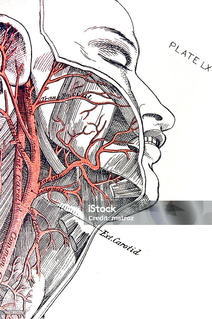 Arteria - Ilustración de stock de Arteria carótida libre de derechos