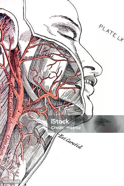 Ilustración de Arteria y más Vectores Libres de Derechos de Arteria carótida - Arteria carótida, Anatomía, Arteria humana