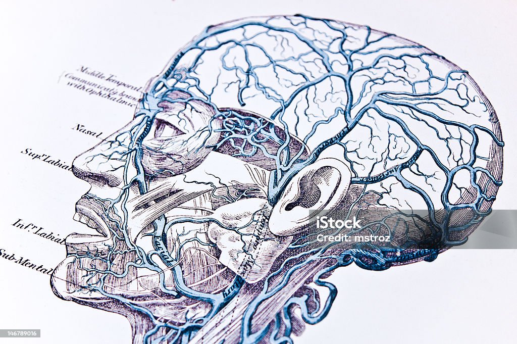 の頭静脈 - 検死解剖のロイヤリティフリーストックイラストレーション
