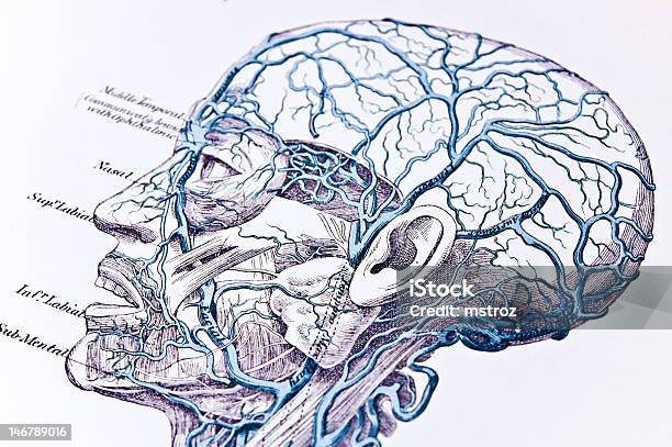 の頭静脈 - 検死解剖のベクターアート素材や画像を多数ご用意 - 検死解剖, イラストレーション, スケッチ