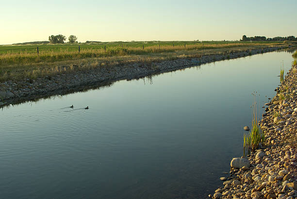 Ducklings の運河 ストックフォト