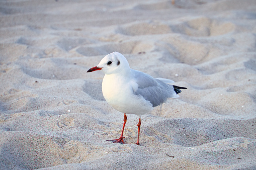 Seagull on the beach in Zingst. Bird running through the sand on the seashore. Animal photo from the Baltic Sea