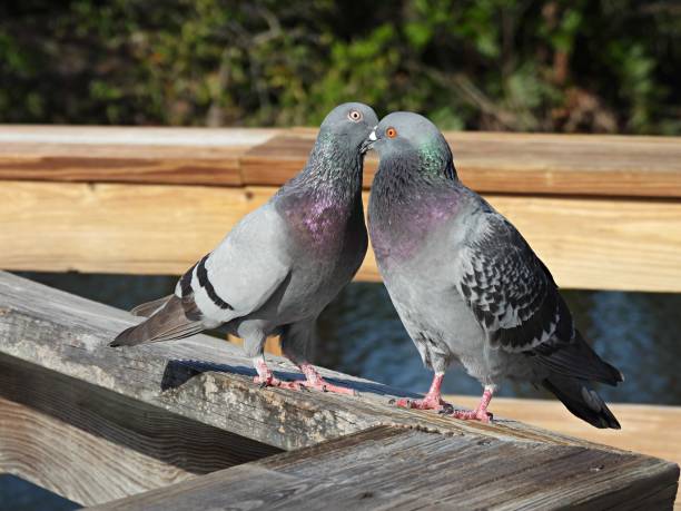 istock Rock Pigeons (Columba livia) - perched on a wood railing 1467890898