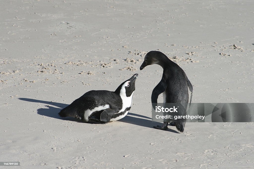 Pinguins beijando - Foto de stock de Casal royalty-free