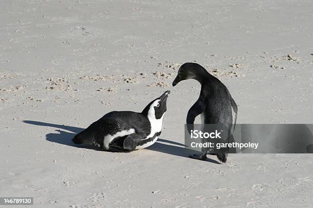 Foto de Pinguins Beijando e mais fotos de stock de Casal - Casal, Pinguim, Amor