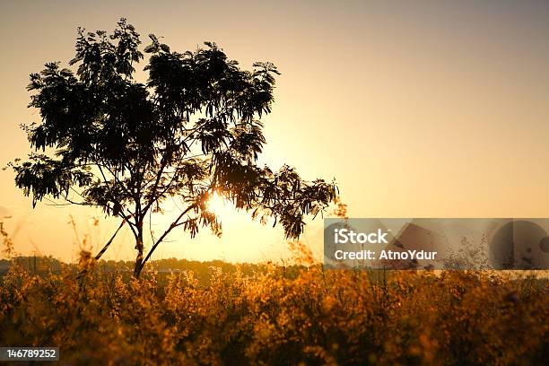 Jedno Drzewo W Letni Poranek - zdjęcia stockowe i więcej obrazów Brzask - Brzask, Drzewo, Fotografika