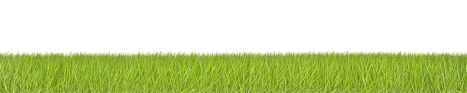 Green Grass  isolated on white background with clipping path.