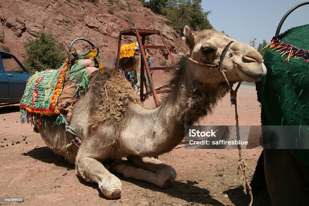 Camello en Marruecos - Foto de stock de Aire libre libre de derechos