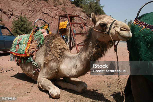 Camello En Marruecos Foto de stock y más banco de imágenes de Aire libre - Aire libre, Animal, Arena