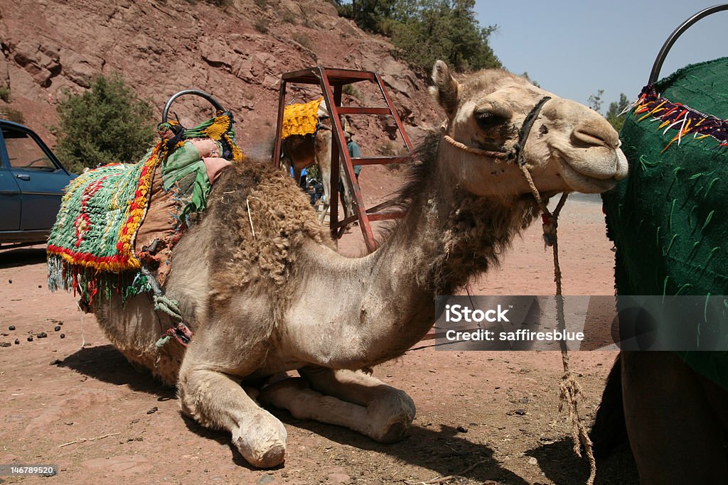 Camelo no Marrocos - Foto de stock de Animal royalty-free